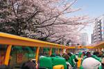 2階建てオープンバスで東京の桜の名所をめぐろう！　はとバス、季節限定コース「東京さくら回廊」4月9日まで
