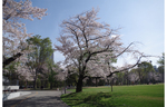 写真映えだらけ♪新宿中央公園では春の花々が盛りだくさん！