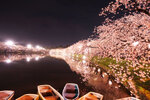 青森・弘前公園で夜桜ライトアップ、「弘前さくらまつり」4月21日～5月5日開催