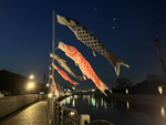 夜間ライトアップされた鯉のぼりの幻想的な風景　愛知県半田市「半田運河の鯉のぼり」5月7日まで開催中