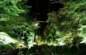 ライトアップされた青もみじが楽しめる！　叡山電車で「新緑のライトアップ特別列車」が開催