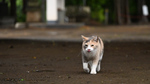 発表したてのフルサイズミラーレス一眼、ニコン「Z 8」で早速猫を撮りに行ってみた