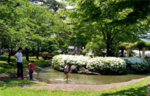 3000株の琉球白つつじが初夏を彩る！　山形県長井市白つつじ公園「白つつじまつり」【東北中央自動車道 米沢北ICから約23.5km】