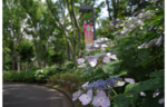 新宿中央公園ではアジサイが見頃＆「エコライフまつり」が開催されます！