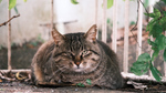 富士フイルムの「クラシックネガ」で撮るフィルム風の猫写真が昭和っぽくて渋くてたまらない
