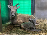 金沢動物園でオオツノヒツジの赤ちゃんが誕生！ コロナ休園中に誕生した「ソラ」が母親に