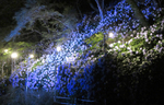 川口ダム湖畔で淡い紫の花が夜に輝く「あじさいライトアップ」を実施