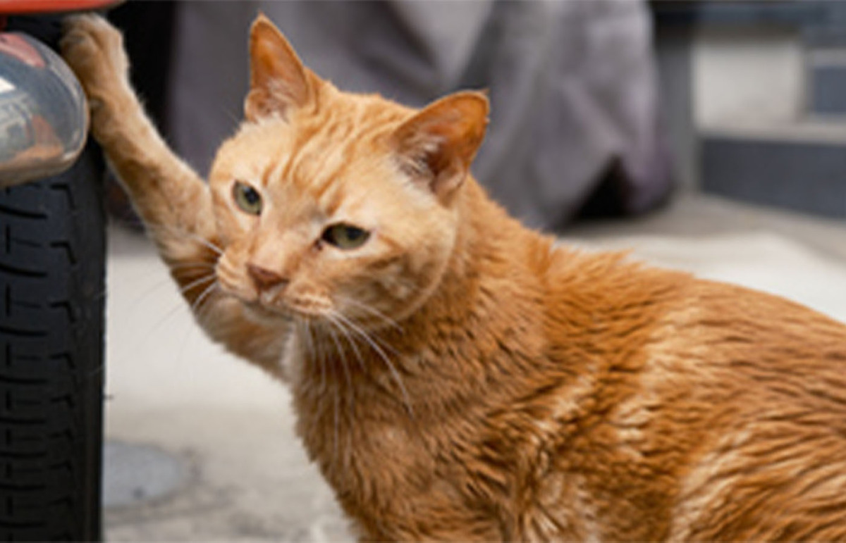 猫 カード検索 ｜ Z/X - Zillions of enemy X - ゼクス公式サイト