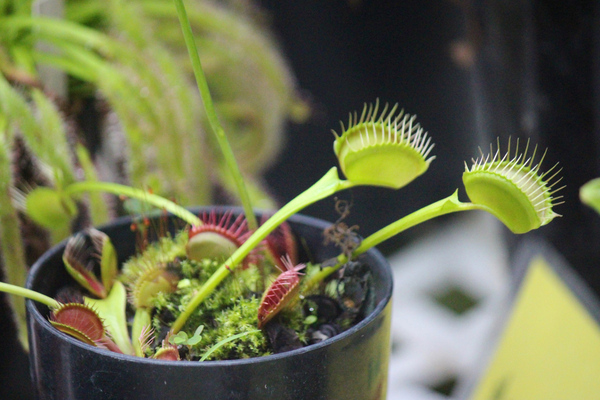 特別展「熱帯の昆虫と食虫植物」