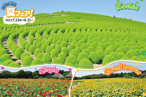 心揺さぶられる夏の風景！ 国営ひたち海浜公園「とびっきり！夏フェア