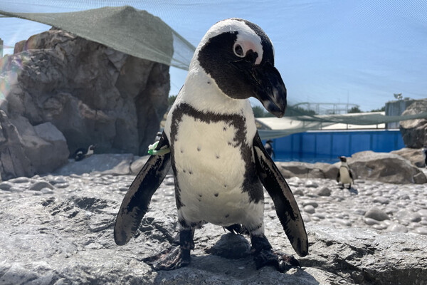 ふれあいラグーンで23年に誕生したケープペンギンのヒナたち！ - 横浜