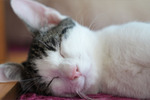 屋外で室内で！ 真夏の“昼寝猫”を最新のソニー「α6700」で撮ってみた