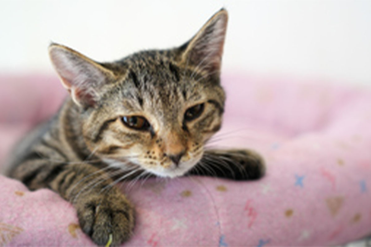 にゃんちゃん おもち様専用］ もちもち 様 専用ページ おもち様専用 もちもち様専用