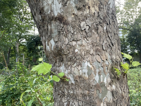 新宿中央公園