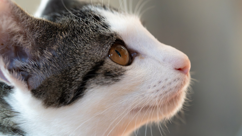 後継機種の登場が待ち遠しい、愛用のソニー「α7C」でカッコいい猫写真