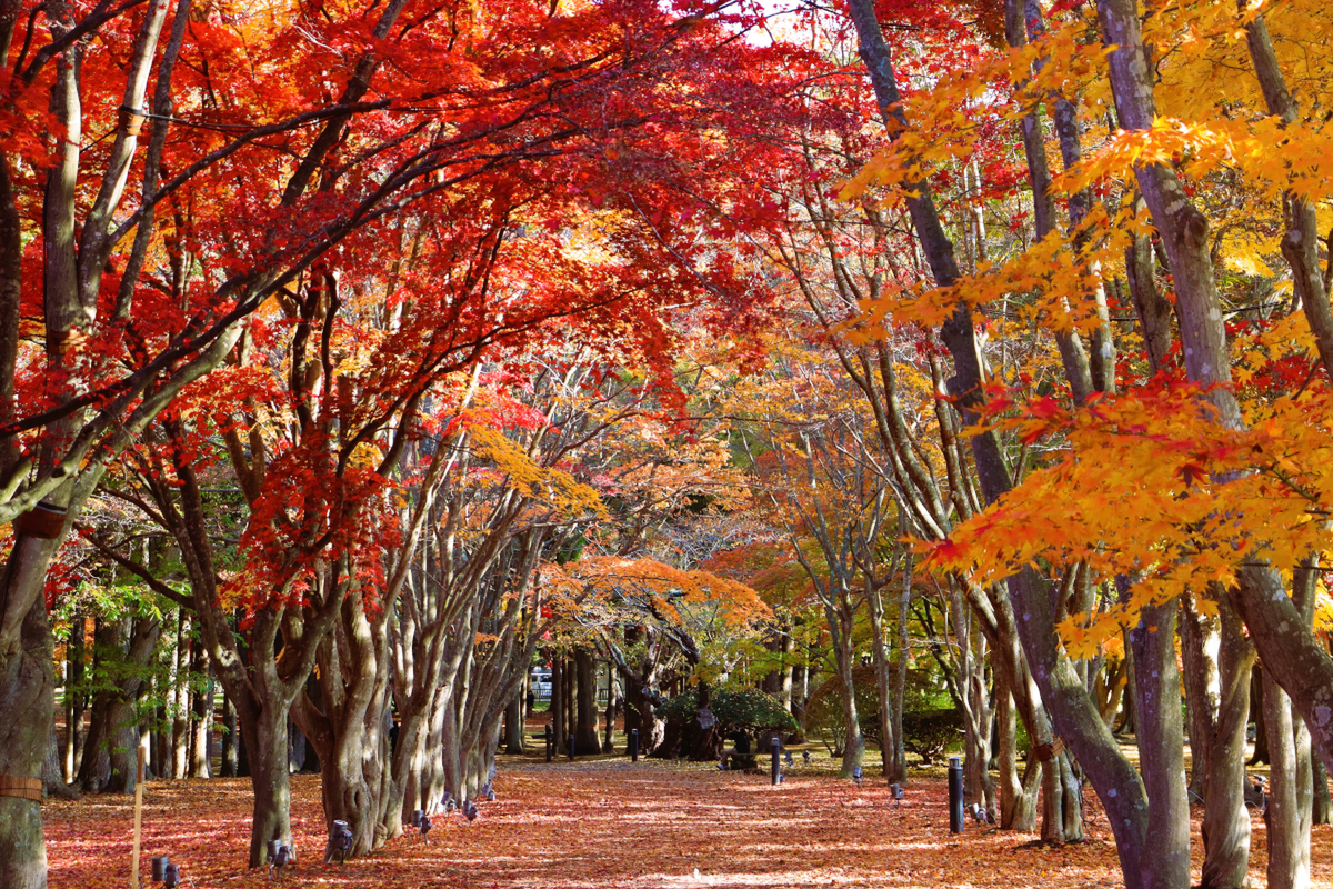 赤絵三段飾り 雪景色朝日 ◇［山形市］七日町界隈 雪景色の