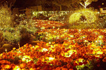 第1期は秋バラとマリーゴールドのライトアップ　いばらきフラワーパーク「Moonlight Rose Garden」10月1日より開催