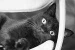 最新のパナソニック「LUMIX G9PROII」とLEICAレンズでモノクロの猫写真を撮ってみた