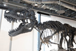 店舗に全長7mの恐竜全身骨格が登場！　ソニーストア 名古屋で“恐竜ミュージアム”開催