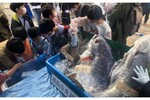 市場の魚にさわれる子ども向け魚食推進イベント「横浜市中央卸売市場 さかな文化祭 2023」11月4日開催