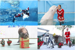 生きものたちとクリスマスを楽しもう！ 横浜・八景島シーパラダイス「Seaparadise Christmas ～シーパラからのクリスマスプレゼント～」11月11日から