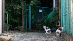 麻布台ヒルズ界隈がかつて谷地だった頃に撮った懐かしい猫写真を発掘してみた