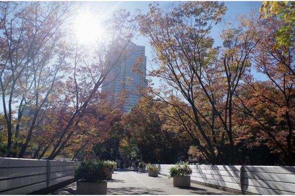 新宿中央公園　紅葉いろいろ
