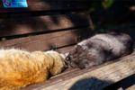 夏は日陰でぐったりと、真冬は日なたで気持ちよさそうに眠ってる猫の写真を集めてみた