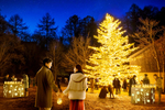 本物のもみの木のクリスマスツリーが森に囲まれた広場を優しく照らす