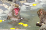 サル山に「ゆず湯」が登場！ 福岡市動物園、冬至の特別企画