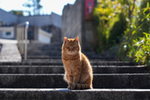 歴史ある街並みの人気スポット、傾斜地が多い広島県・鞆の浦で“高低差の猫たち”を撮る
