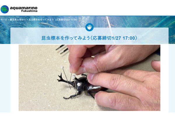 昆虫の生きた証「昆虫標本」を作ってみよう！ 【磐越自動車道 猪苗代