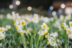 花と光のムーブメント、第5弾は約20万輪のスイセンが咲く葛西臨海公園！ 