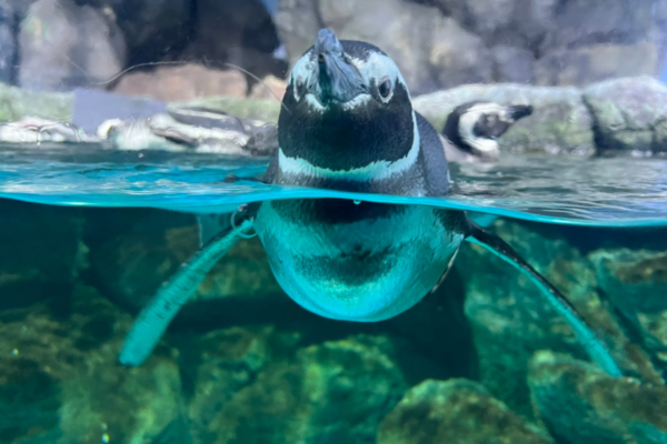 横浜・八景島シーパラダイスにマゼランペンギンが仲間入り！ - 横浜