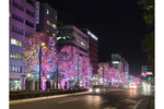 姫路市「Himeji大手前通りイルミネーション」がバレンタイン・デーだけの特別カラーに