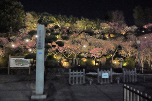 都内屈指の梅の名所で夜の梅を楽しむ　大田区「池上梅園」にてライトアップ実施中