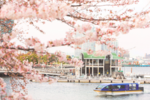 桜色に染まる横浜の街をクルーズ船から眺めよう！ 