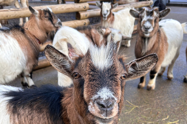 思い出を形に残そう！ 盛岡市動物公園ZOOMO「ヤギの遊具を一緒に完成
