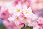 市内原産の桜、思川桜も楽しめる他よりも長い小山市のお花見シーズン