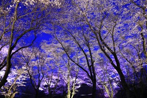 佐倉城址公園、桜のライトアップや夜空に浮かぶドローンを楽しめるイベント