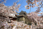 桜やスイセン、ハナモモ♪　3月下旬～5月上旬まで楽しめる上田市のお花見