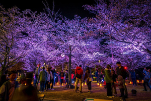 和楽器演奏や大道芸パフォーマンス、ビアガーデンエリアも開催　大阪市北区「扇町公園」にて「扇町桜まつり」開催