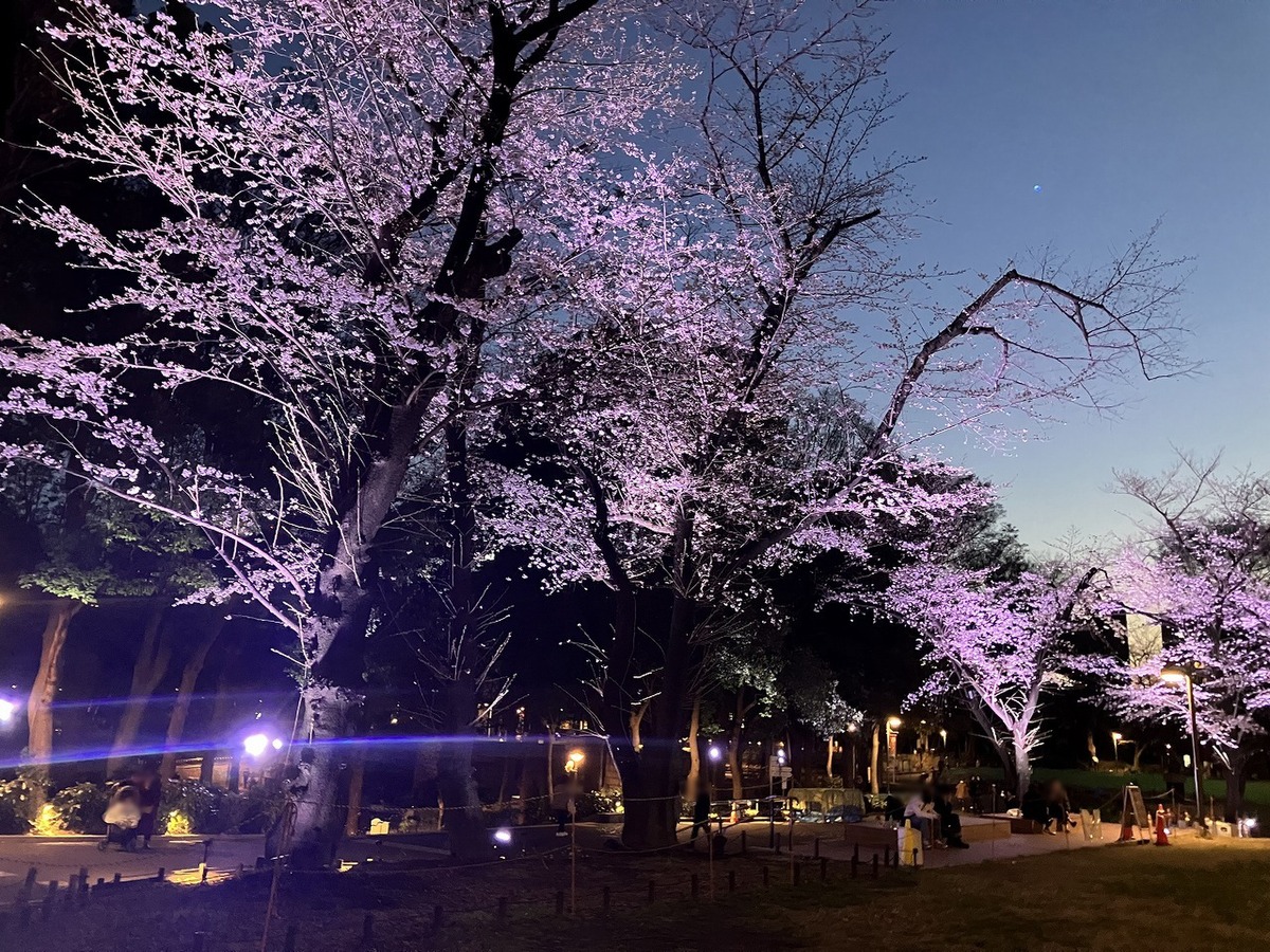 新宿中央公園 花見