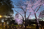 春の夜を薄紅色に染め上げる 新宿中央公園「夜桜ライトアップ」