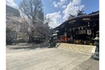 新宿 十二社 熊野神社にて今の季節限定の桜朱印を販売中
