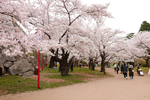 国の天然記念物指定の桜が複数そろうなんとも贅沢な盛岡市のお花見