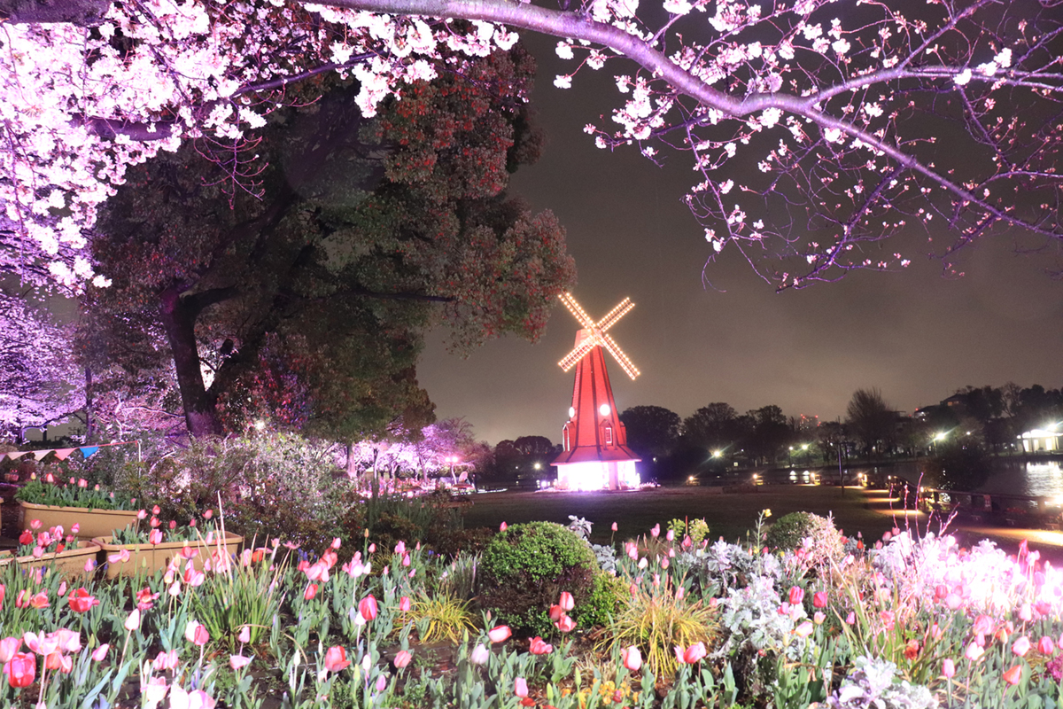 ASCII.jp：小金井公園と浮間公園にて夜桜ライトアップ「花と光の