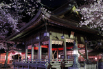 ロマンチックな夜桜デートに！ 敦賀“恋の宮”で「花換まつり」開催中