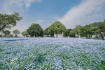 青×白でネモフィラ花壇をライトアップ！ 舎人公園で5月6日まで