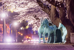 1.1kmの桜並木をライトアップ！ 青森「十和田市春まつり」